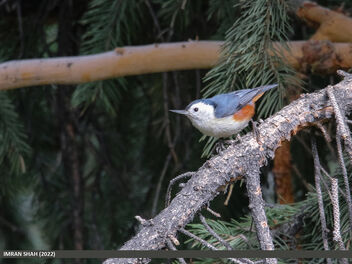 White-cheeked Nuthatch (Sitta leucopsis) - бесплатный image #492731